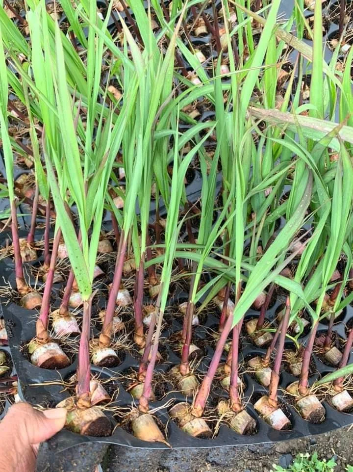 Sugarcane Seedling - pack of 1000